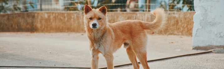 Rabies vaccinatie