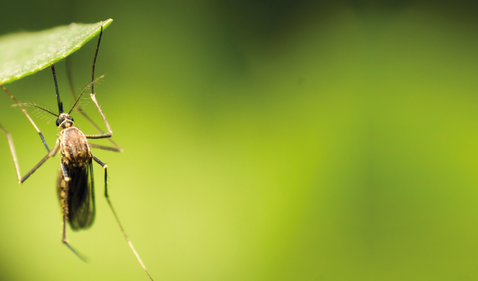 Dengue vaccination